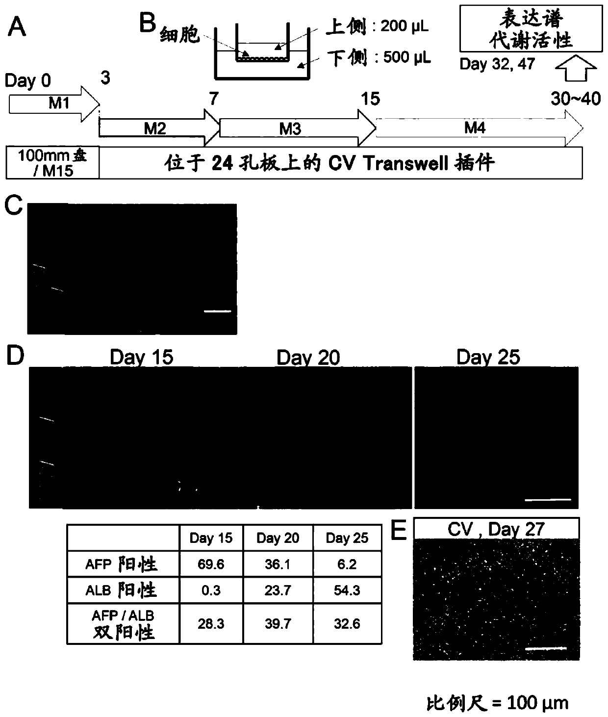 Method for inducing differentiation of pluripotent stem cells into hepatocytes