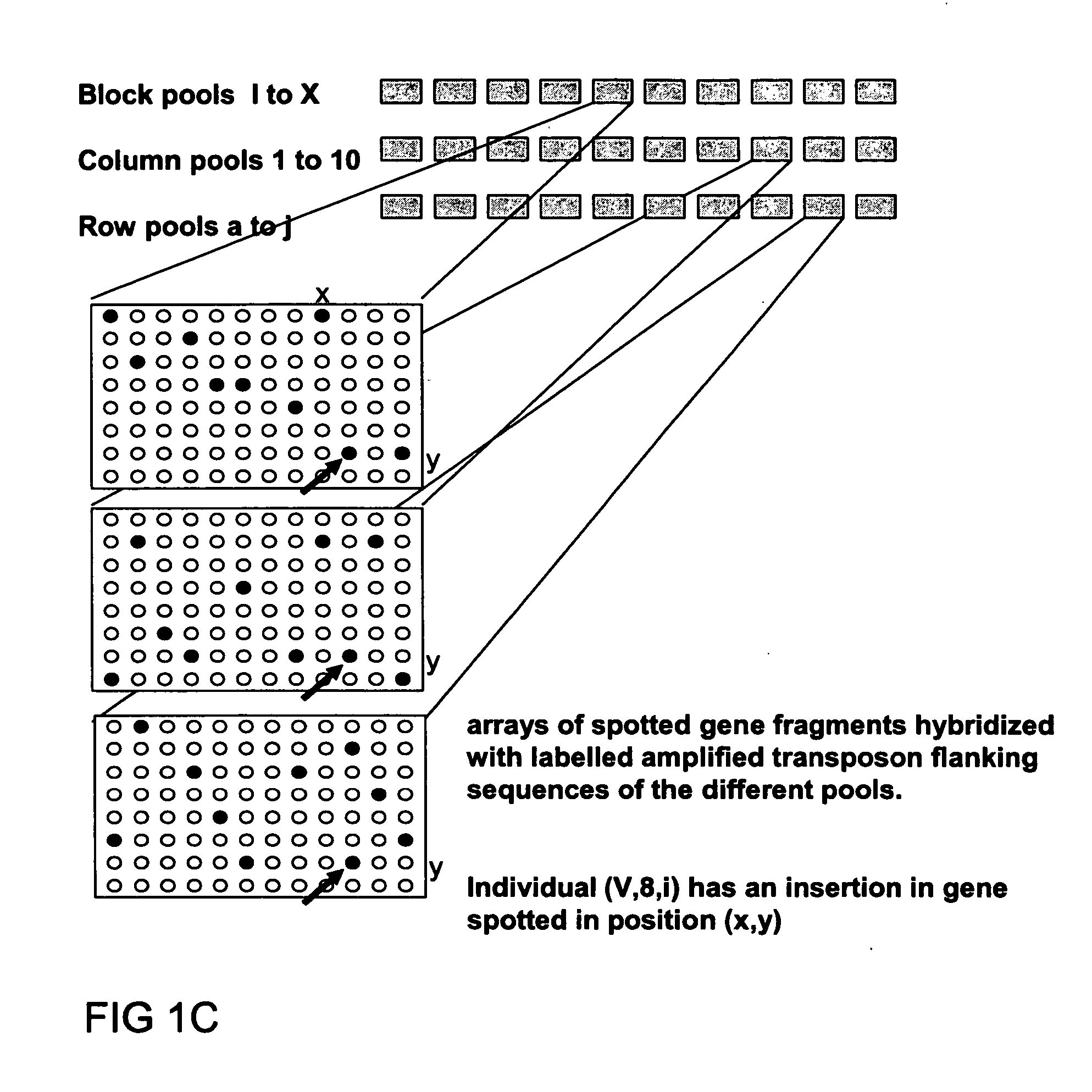 Method of parallel screening for insertion mutants and a kit to perform this method