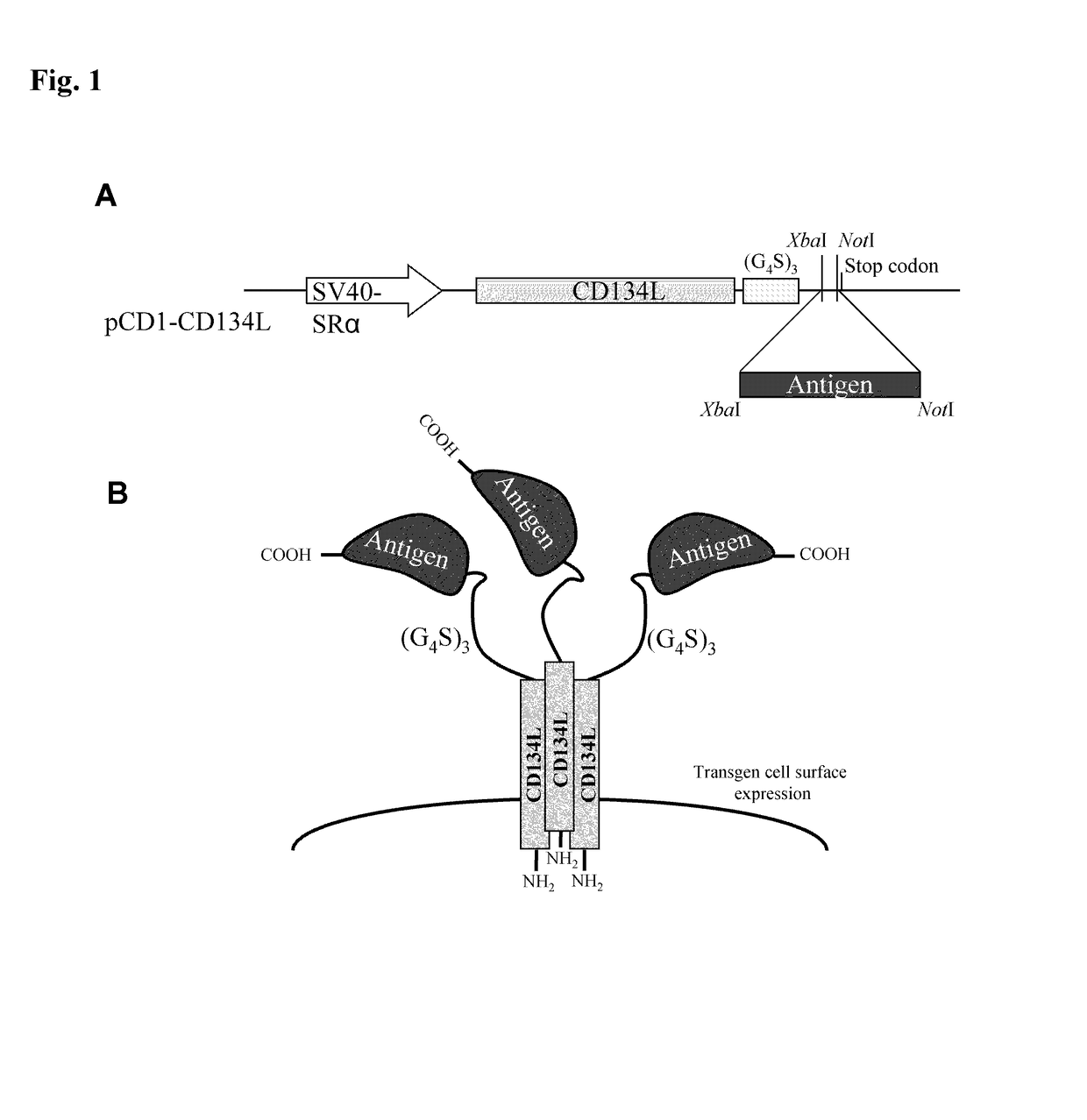 Method for producing antibody using “naked” expression vector expressing type II transmembrane fusion protein