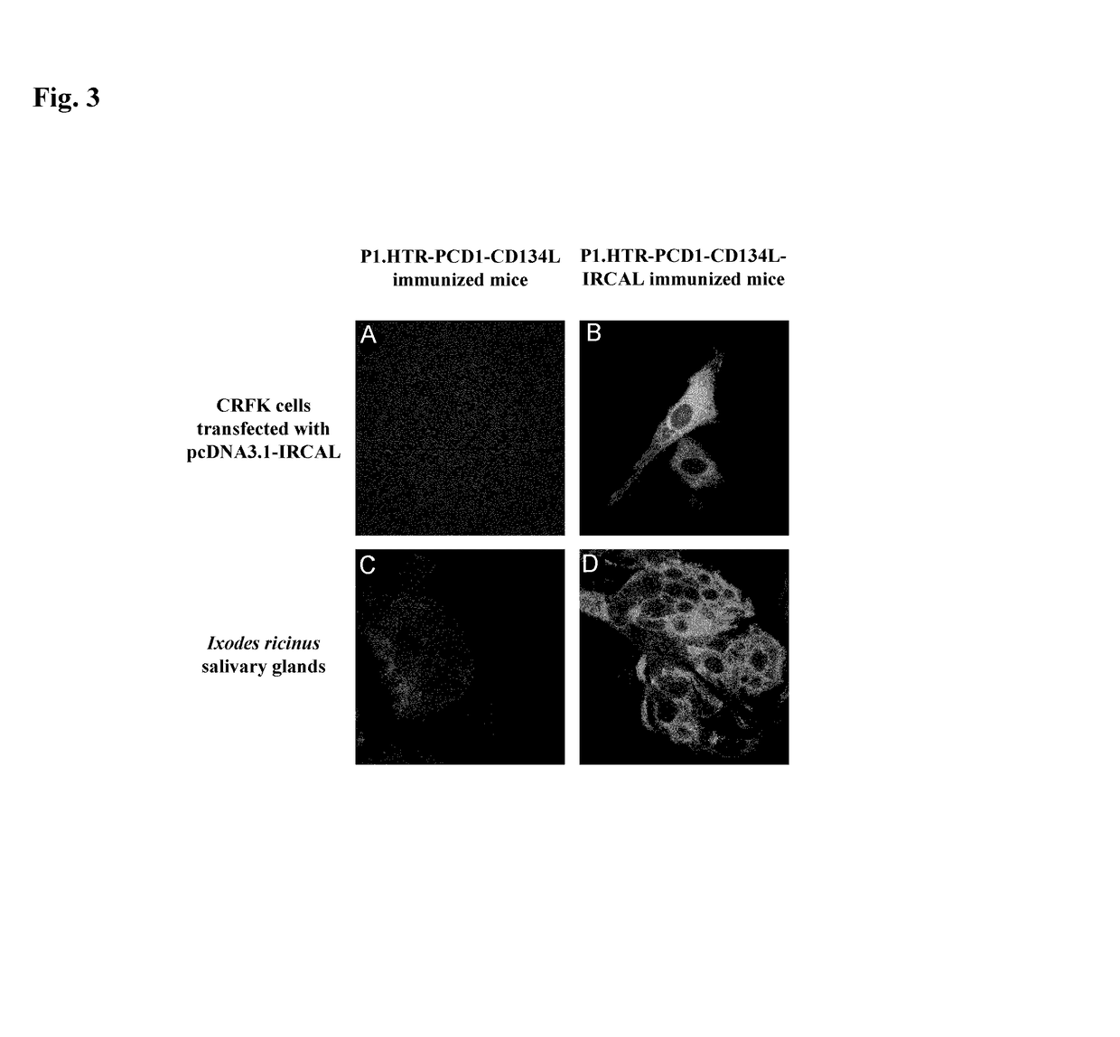 Method for producing antibody using “naked” expression vector expressing type II transmembrane fusion protein