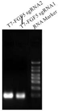 A method for obtaining gene-edited sheep by RNA-mediated specific knockout of double genes and its dedicated sgRNA