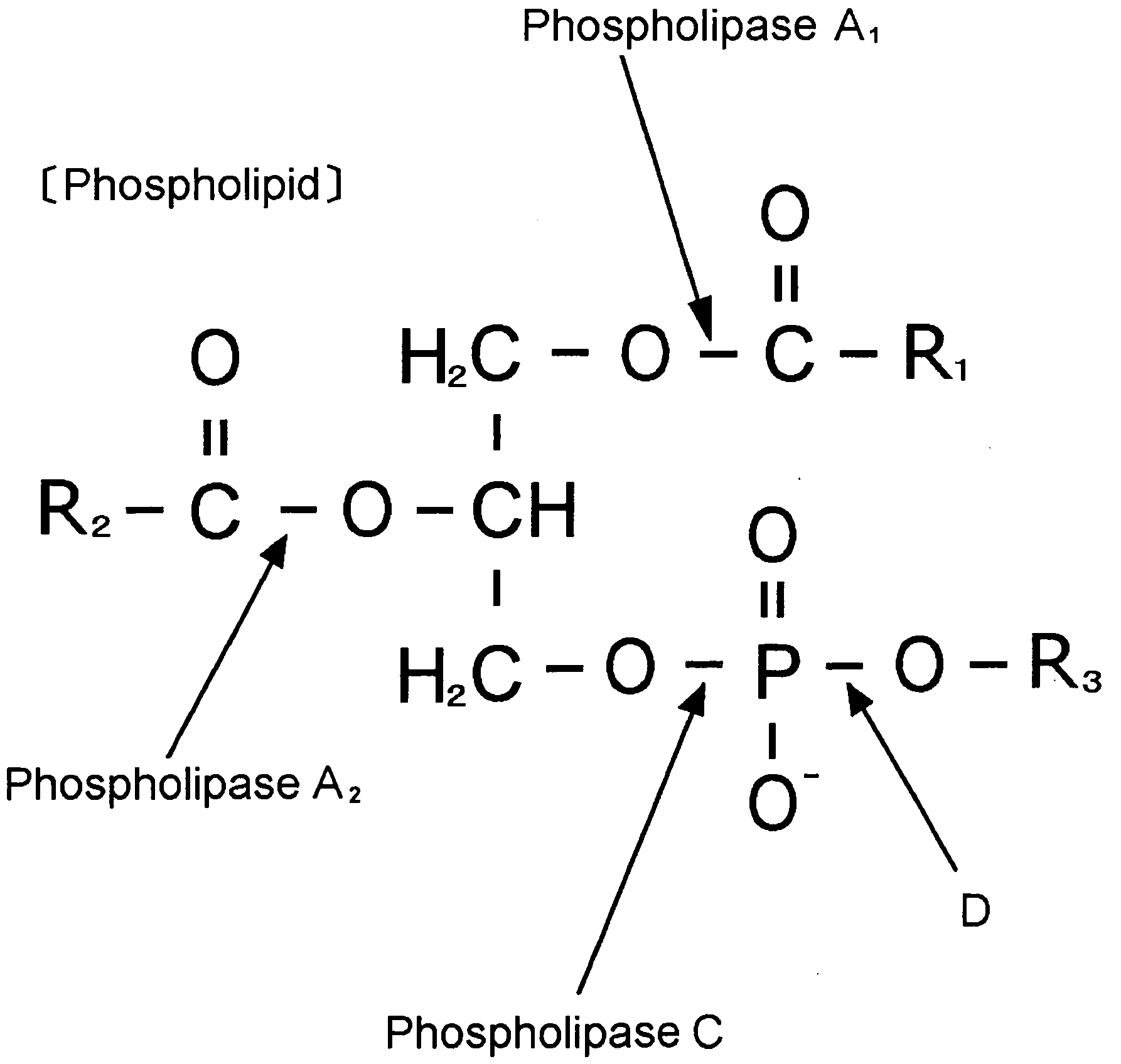 Novel Microbe, Lipid Modifying Agent, Process for Producing 2-Acyl-Lysophospholipid, Process for Producing Diacylglycerol, Process for Producing Ceramide, and Method of Degumming Oil or Fat