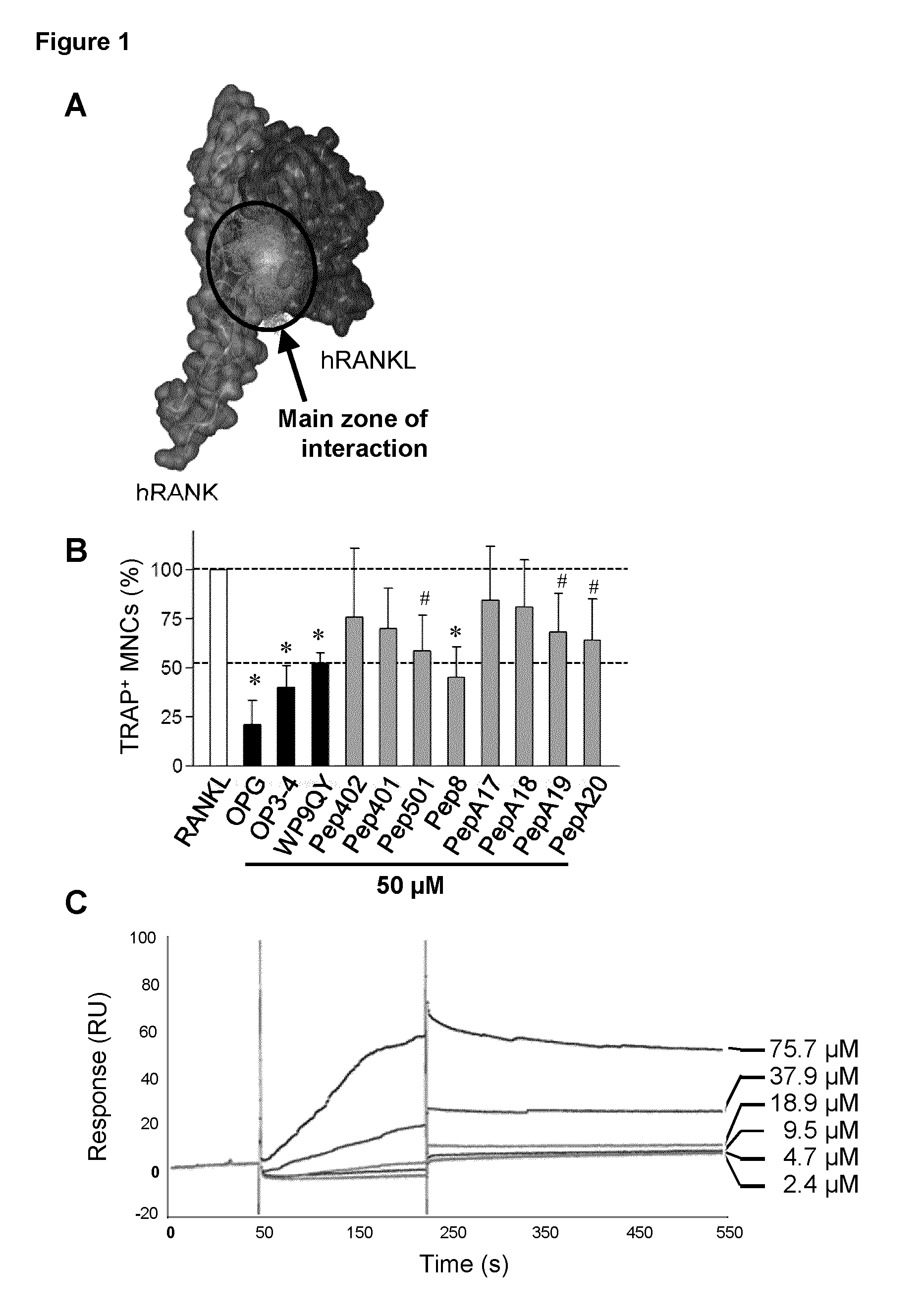 Peptides targeting receptor activator of nuclear factor-κB (RANK) and their applications