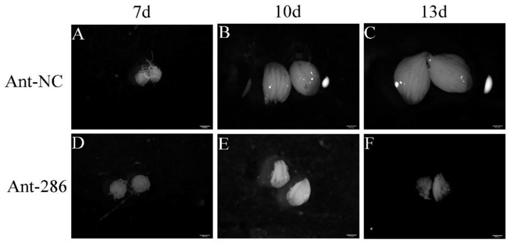 miR-286 inhibitor related to reproductive development of bactrocera dorsalis and application of miR-286 inhibitor