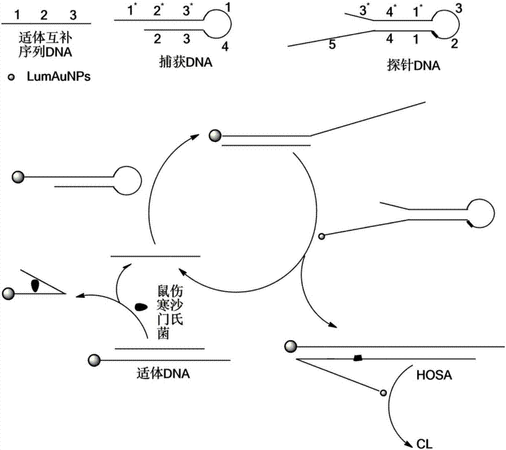 Method for detecting Salmonella typhimurium