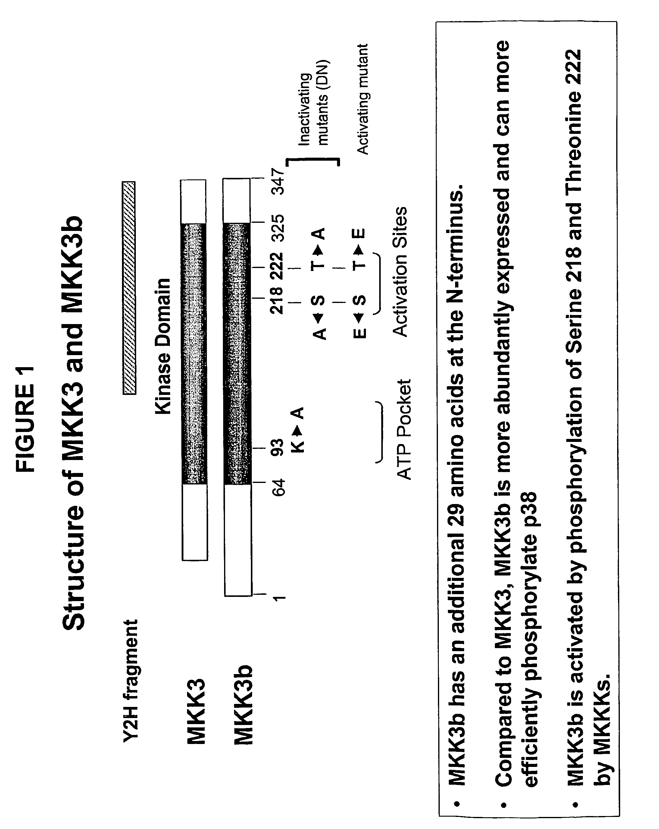 Modulators of lymphocyte activation, Mkk3b compositions and methods of use