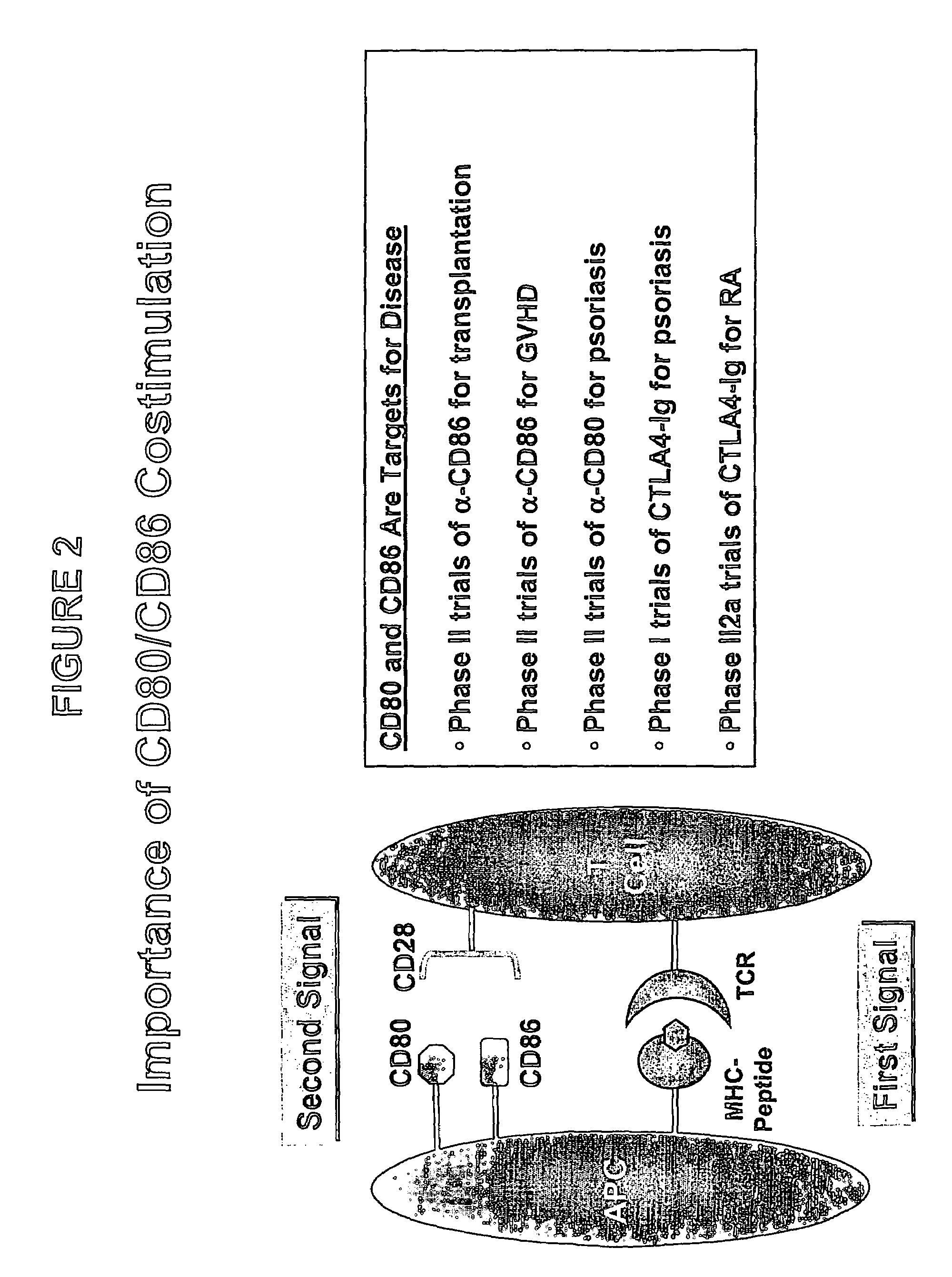 Modulators of lymphocyte activation, Mkk3b compositions and methods of use