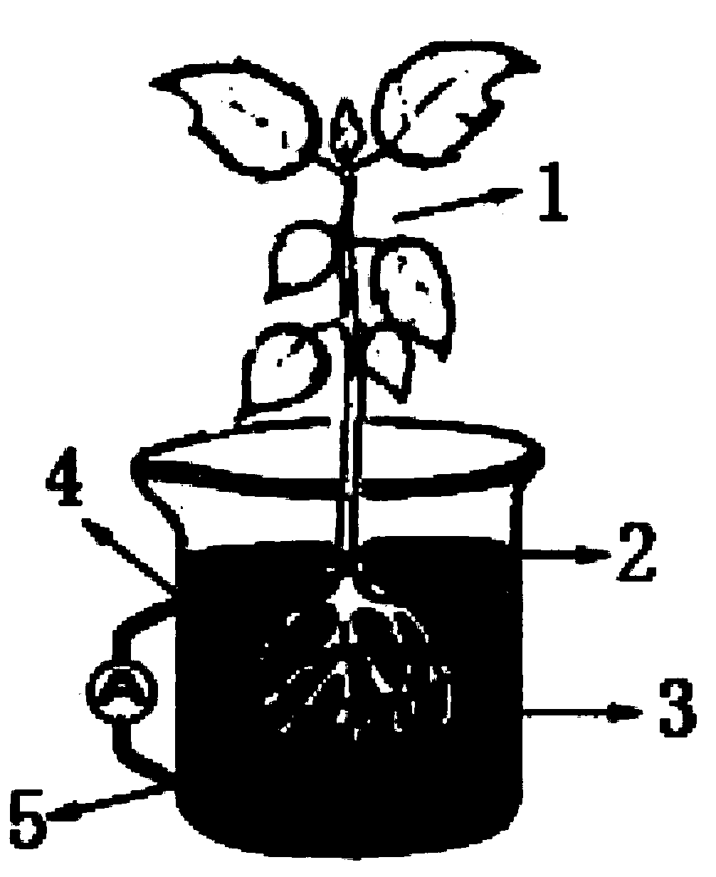 Method for preparing microbial fuel cell electrode material by using rapeseed straw