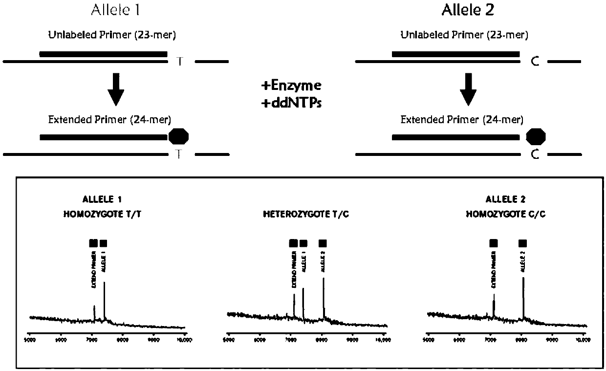 Detection product for differentiating individualized medication of Losartan