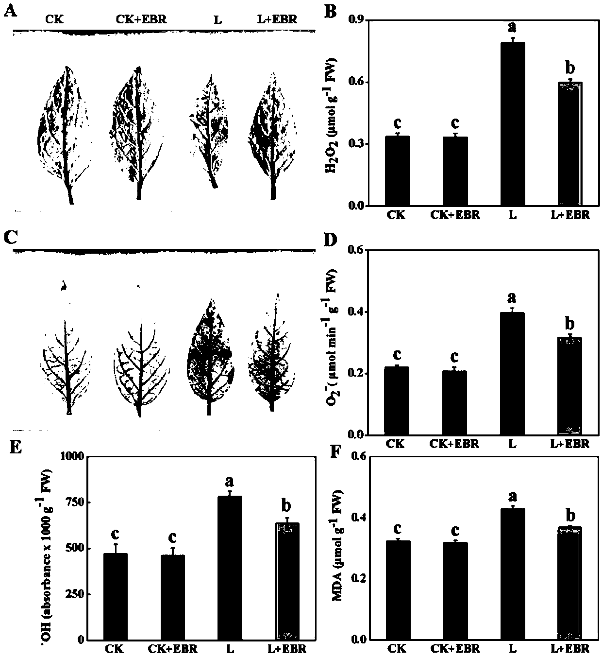 Method for relieving low-temperature stress injury of chili seedlings