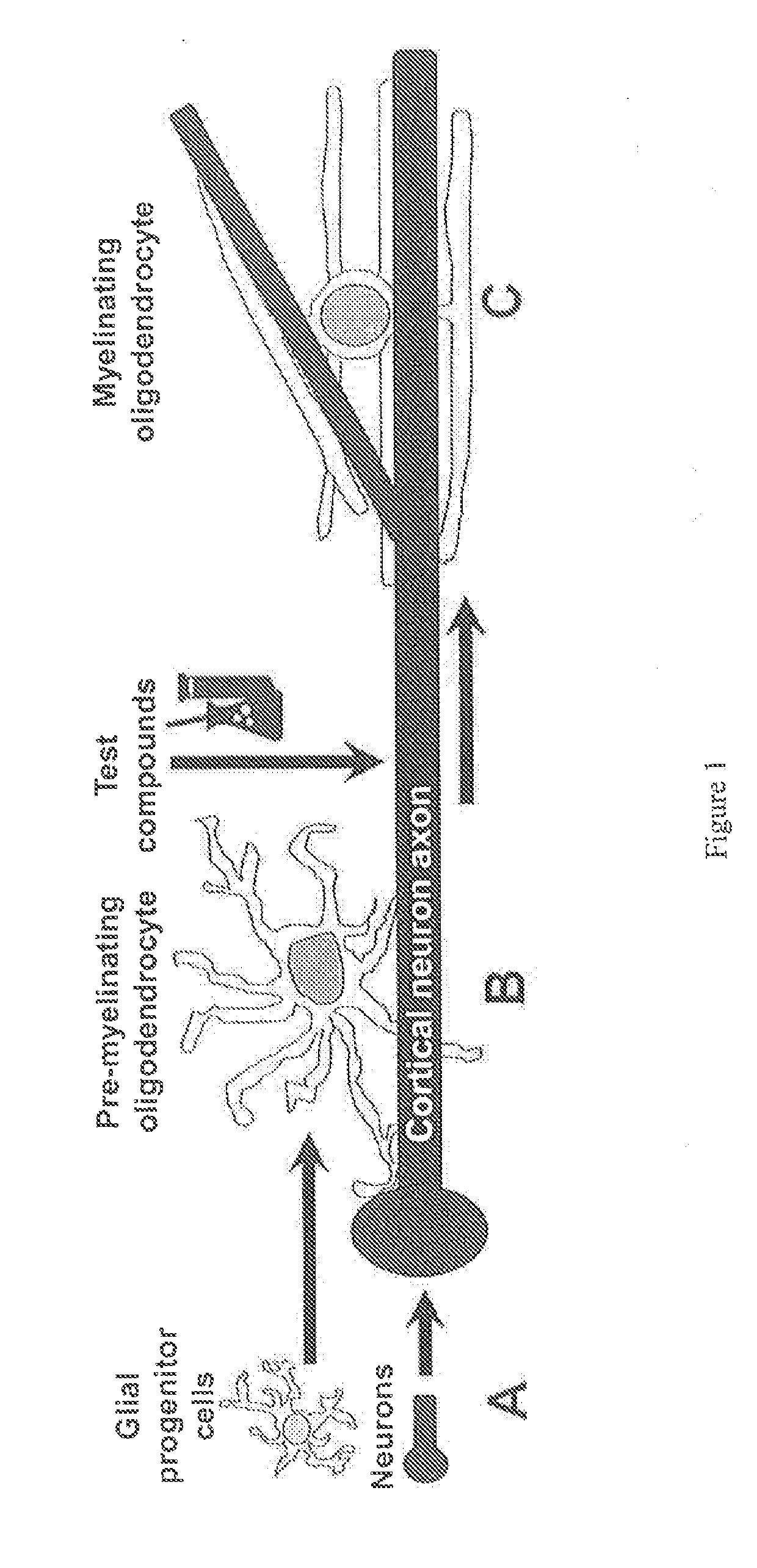Methods and Compositions for the Treatment of Demyelinating Disorders