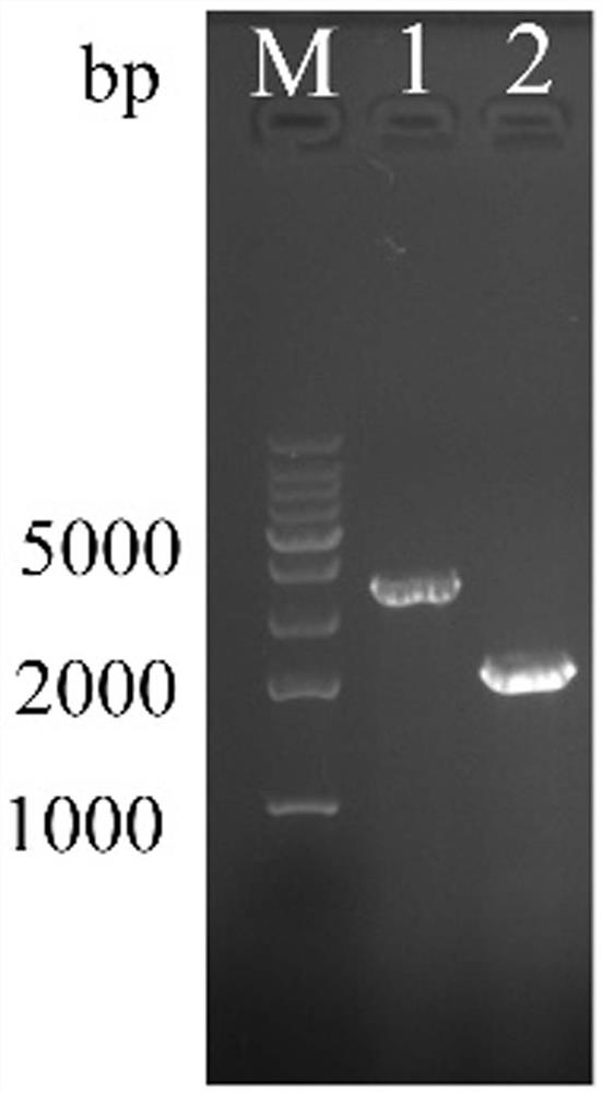 Genetically engineered bacterium and application thereof in preparation of 22-hydroxy-23, 24-bisnorchol-4-ene-3-one