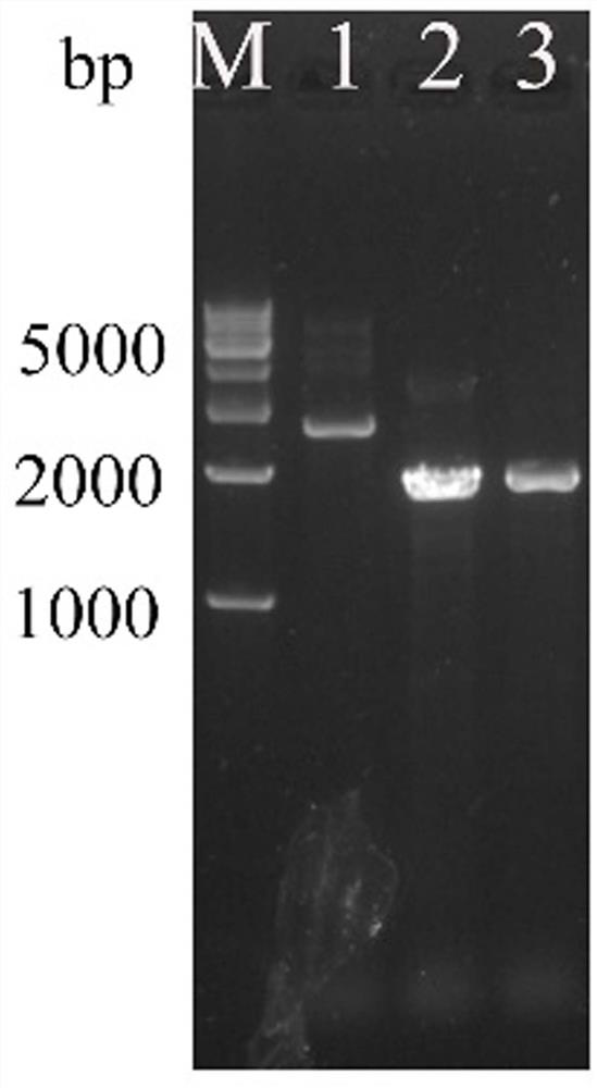 Genetically engineered bacterium and application thereof in preparation of 22-hydroxy-23, 24-bisnorchol-4-ene-3-one