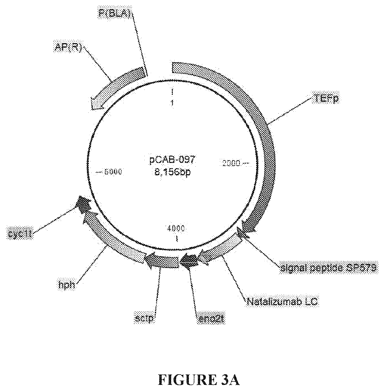 Organisms and methods for producing glycomolecules with low sulfation