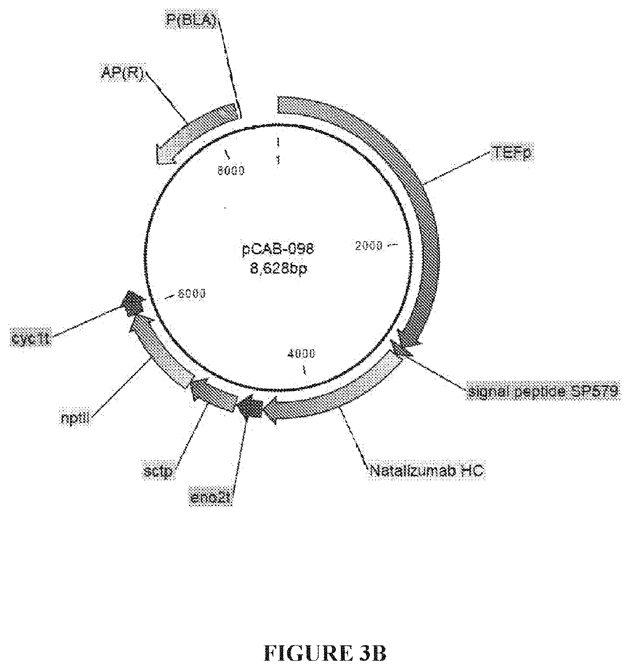 Organisms and methods for producing glycomolecules with low sulfation