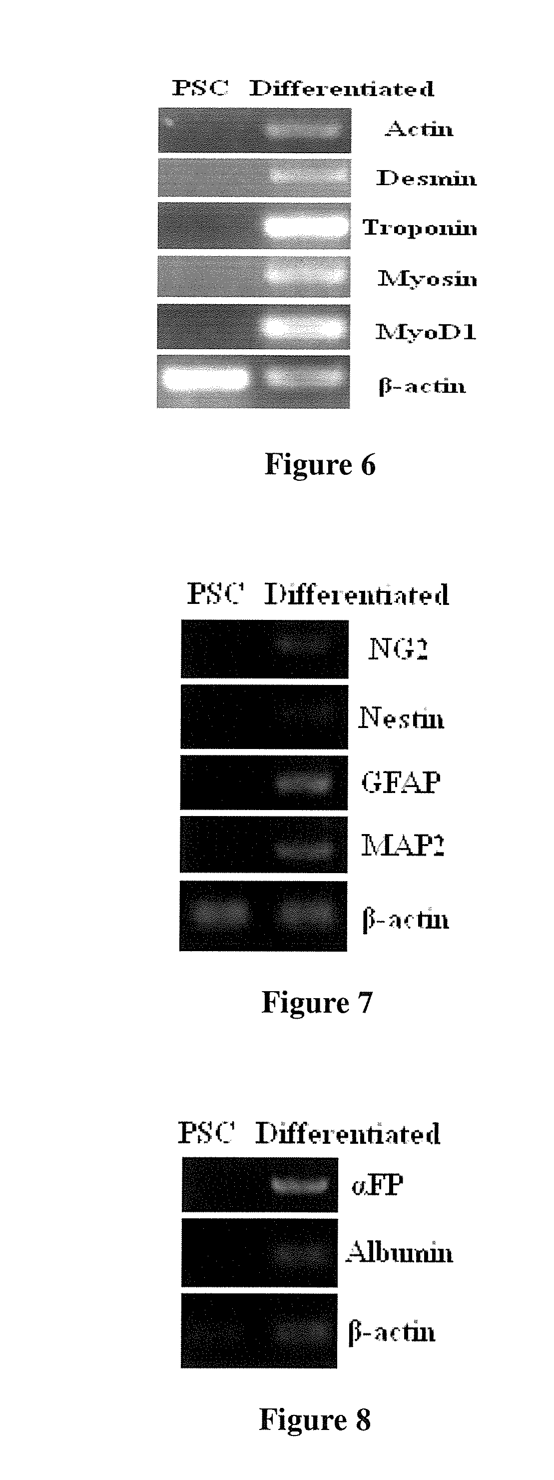 Pluripotent stem cells, method for preparation thereof and uses thereof
