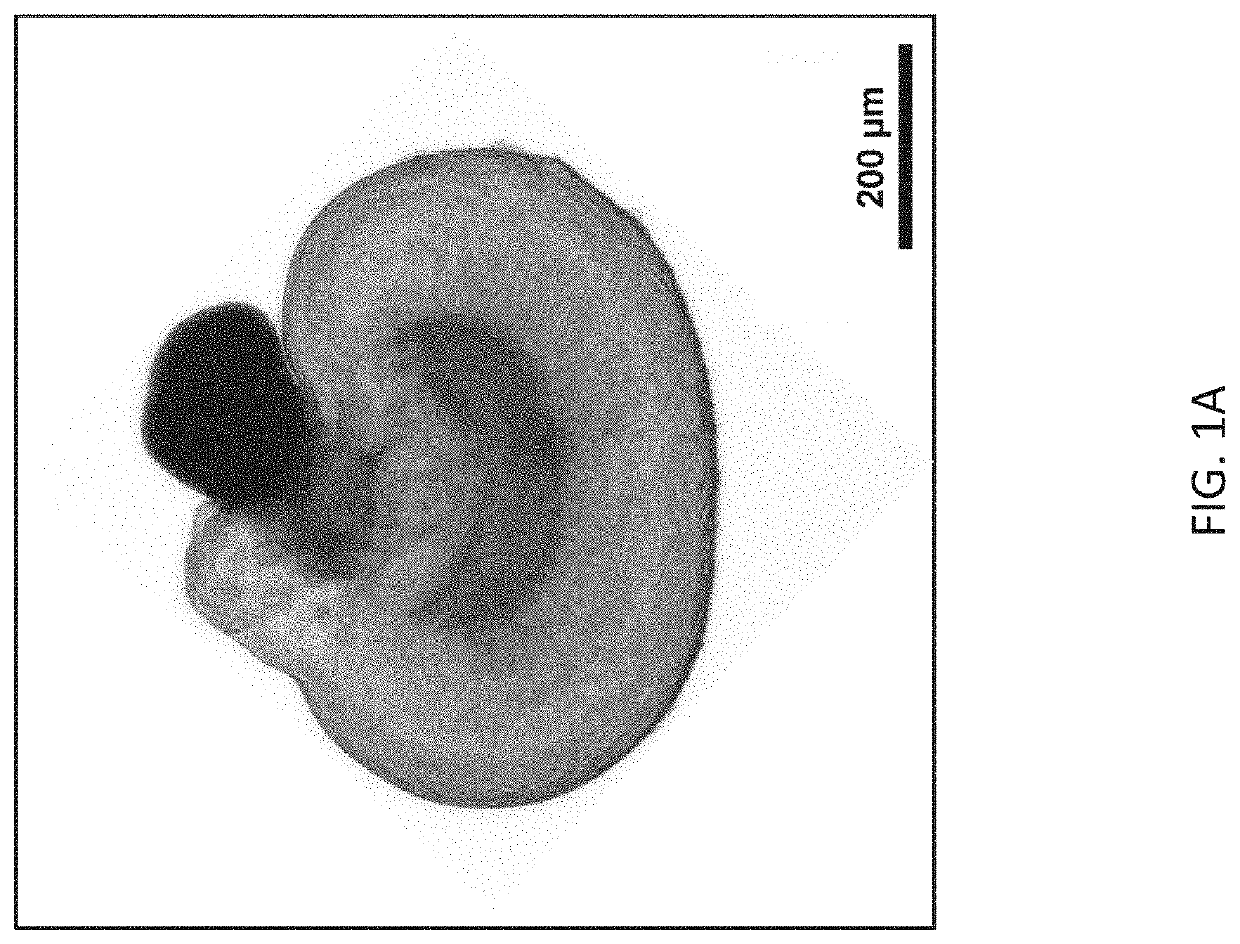 Stem cell-derived cell cultures, stem cell-derived three dimensional tissue products, and methods of making and using the same