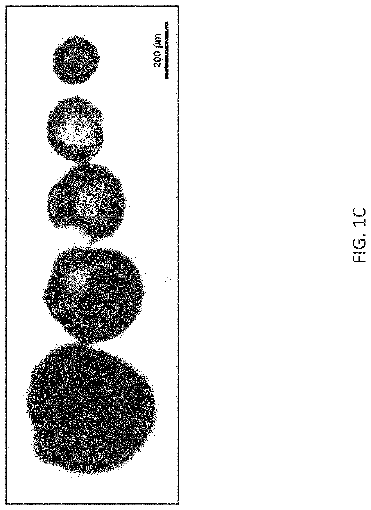 Stem cell-derived cell cultures, stem cell-derived three dimensional tissue products, and methods of making and using the same