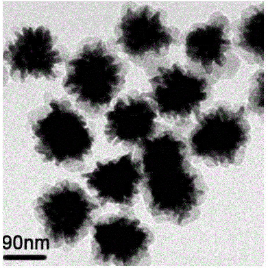 Gold nanoparticle flower or quantum dot composite probe for living cell immunofluorescent labeling and photothermal treatment