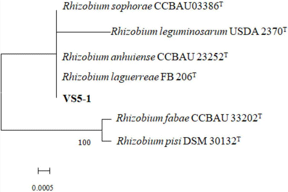 Vicia sativa rhizobium strain VS5-1 and application thereof