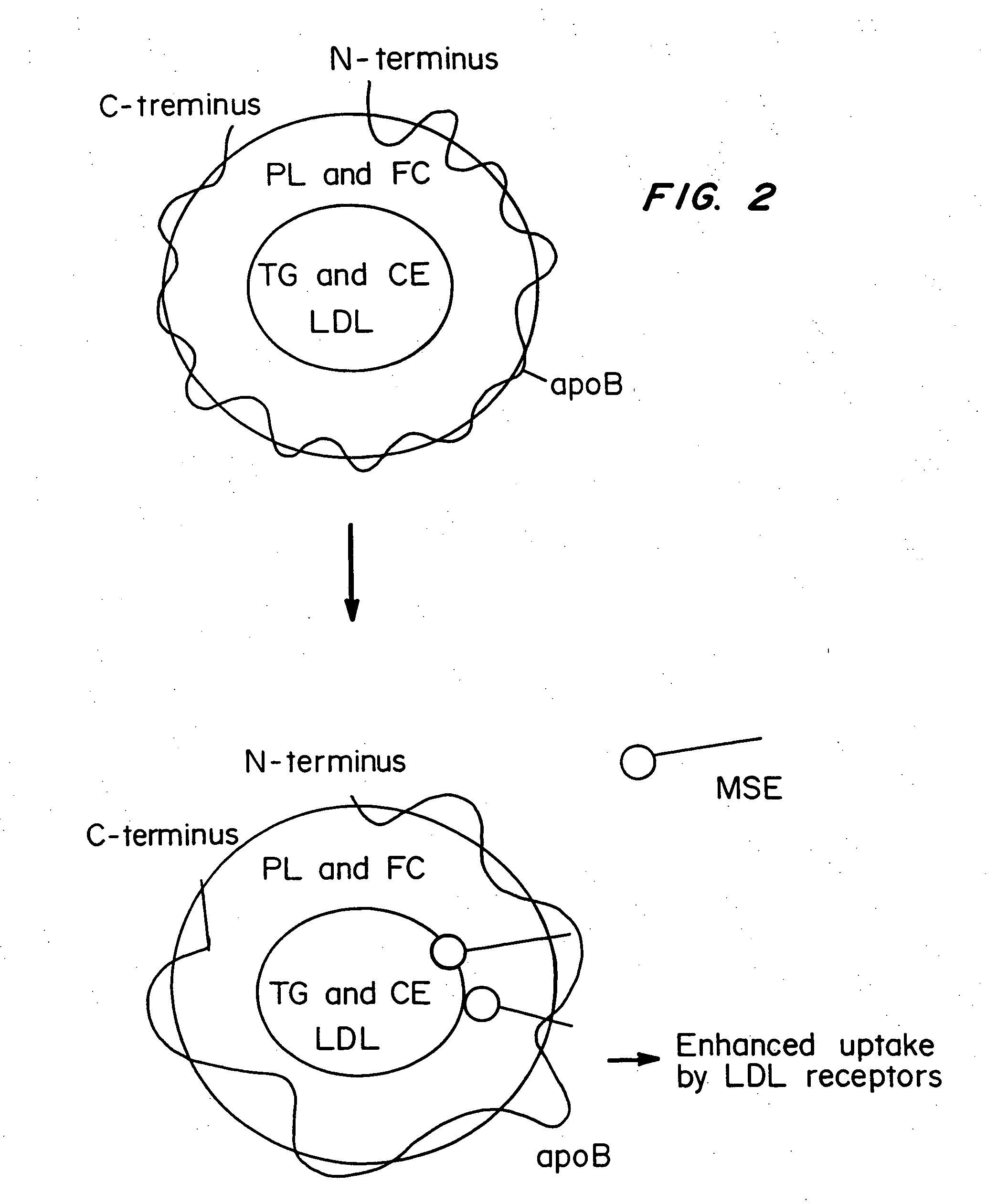 Methods and compositions to lower plasma cholesterol levels