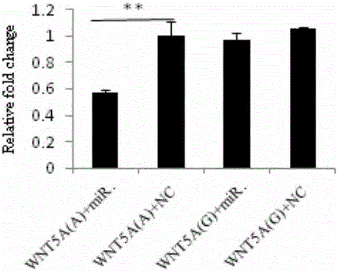 Molecular marker using Wnt5a gene as pig litter size character related detection