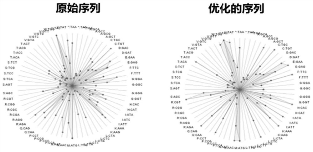 Recombinant expression and application of optimized porcine rotavirus outer capsid protein VP4