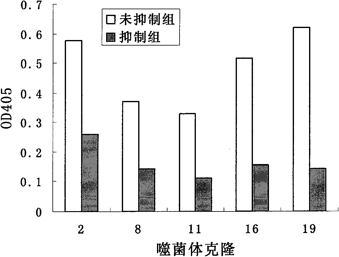 O-type foot and mouth disease virus antigen epitope molecular mimic peptide and application thereof