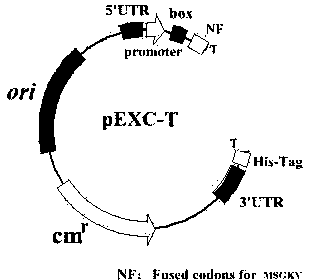 Cold-shock expression T-vector and application method thereof