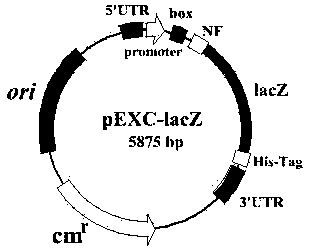 Cold-shock expression T-vector and application method thereof