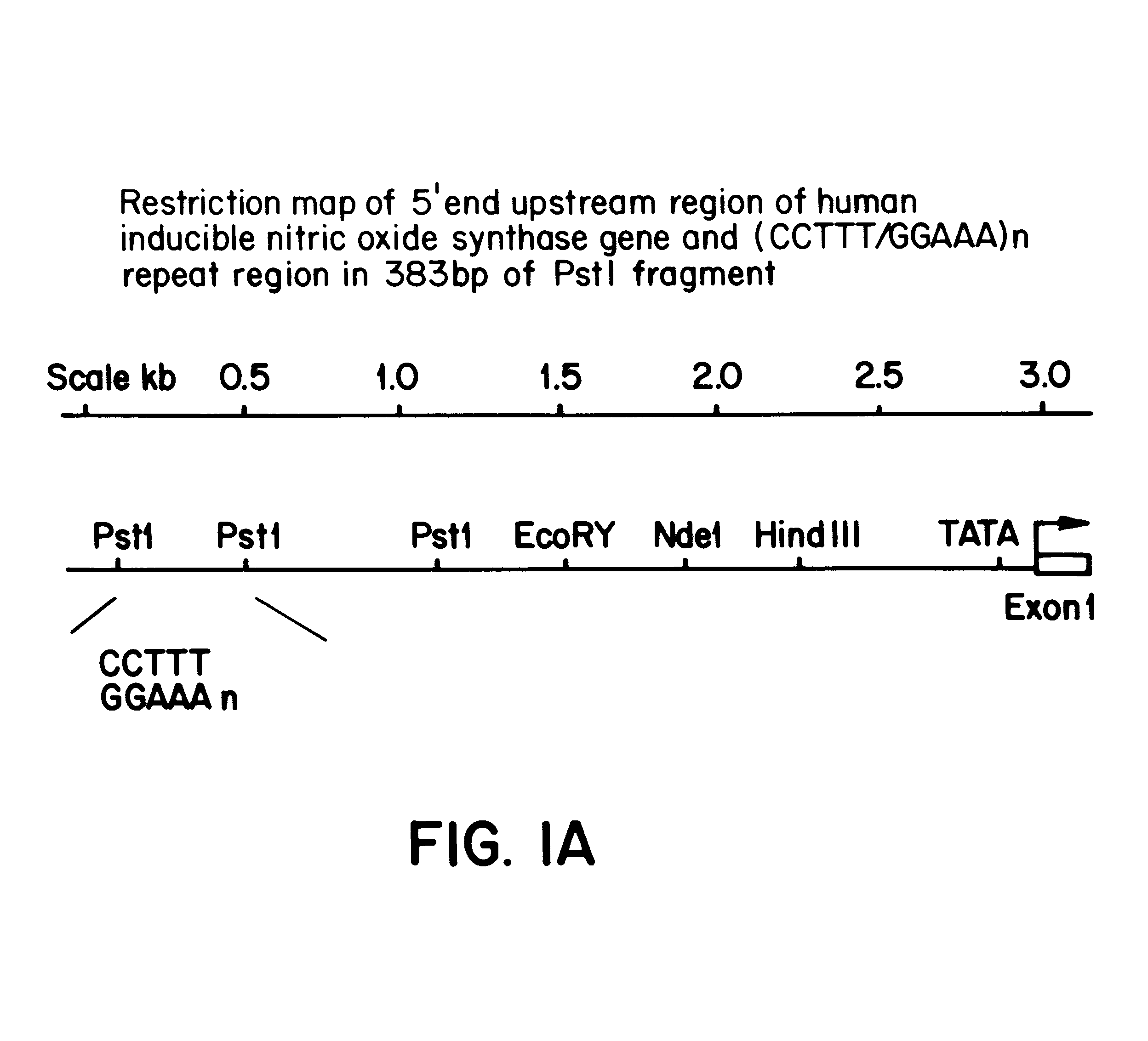 Method of analyzing DNA using contiguous repeats
