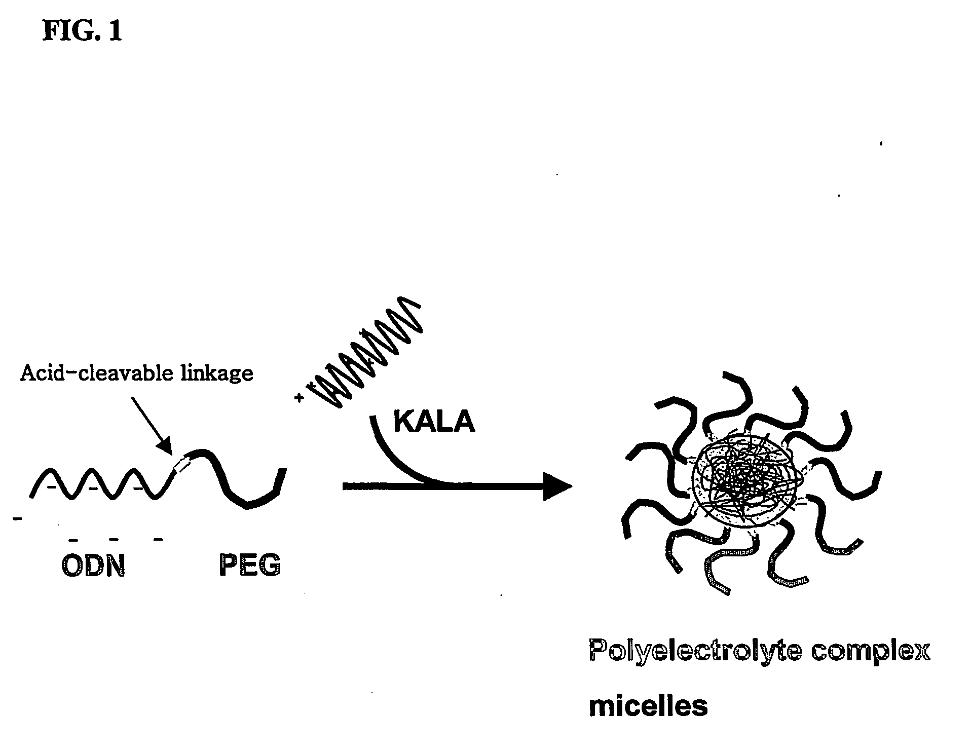 Conjugate for gene transfer comprising oligonucleotide and hydrophilic polymer, polyelectrolyte complex micelles formed from the conjugate, and methods for preparation thereof