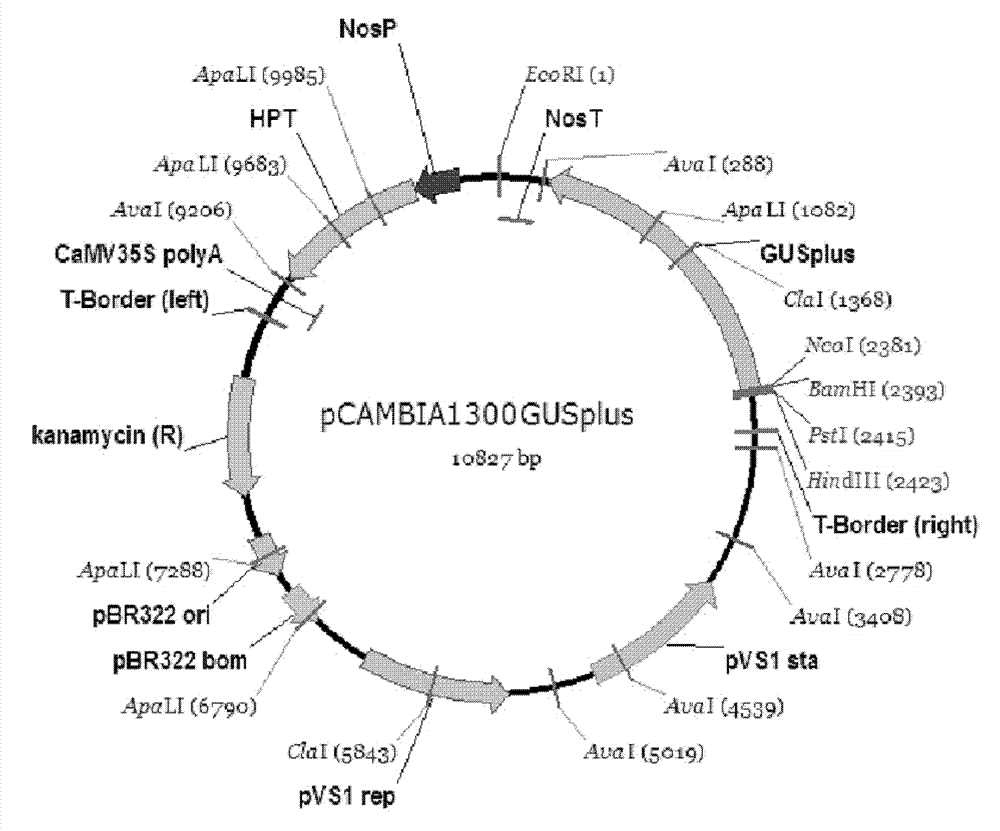 Promoter of oryza sativa rice root tip specific 3 (OsRTS3) expression gene and application thereof