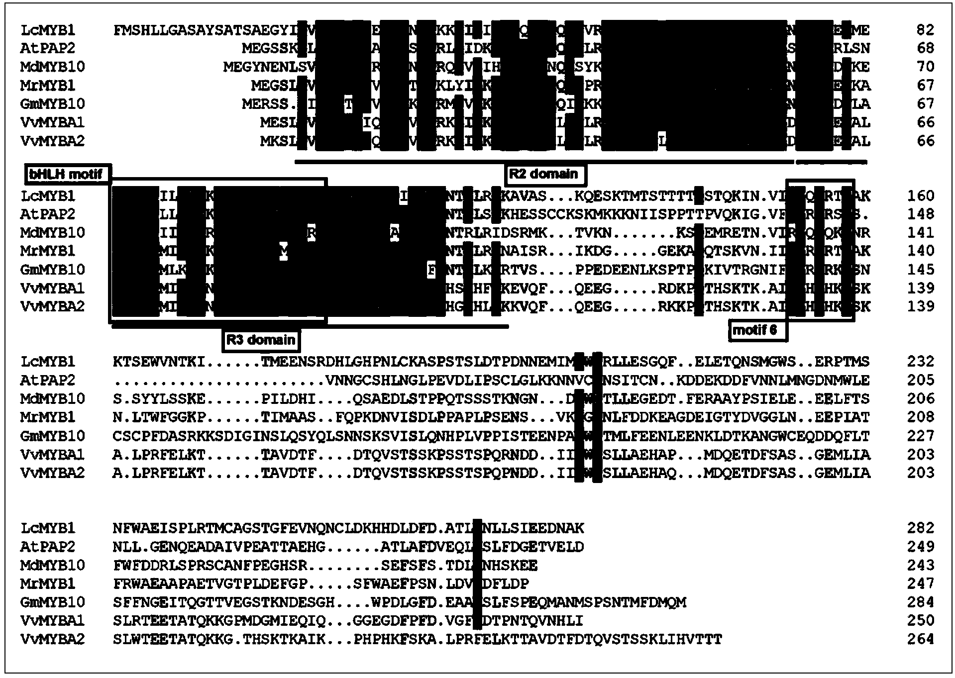 Litchi R2R3-MYB gene LcMYB1 and application thereof