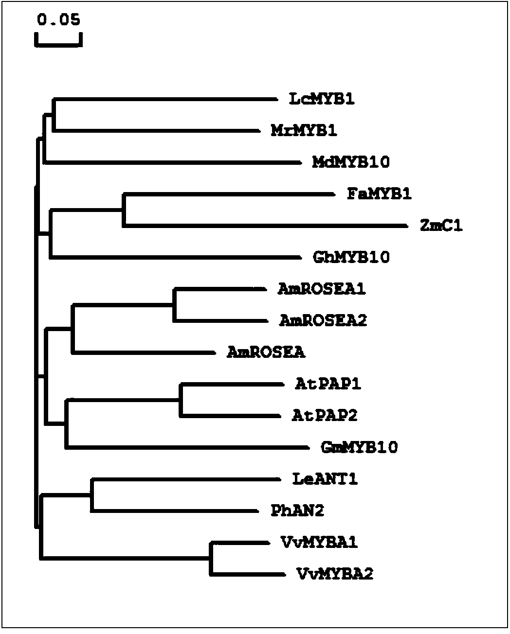 Litchi R2R3-MYB gene LcMYB1 and application thereof