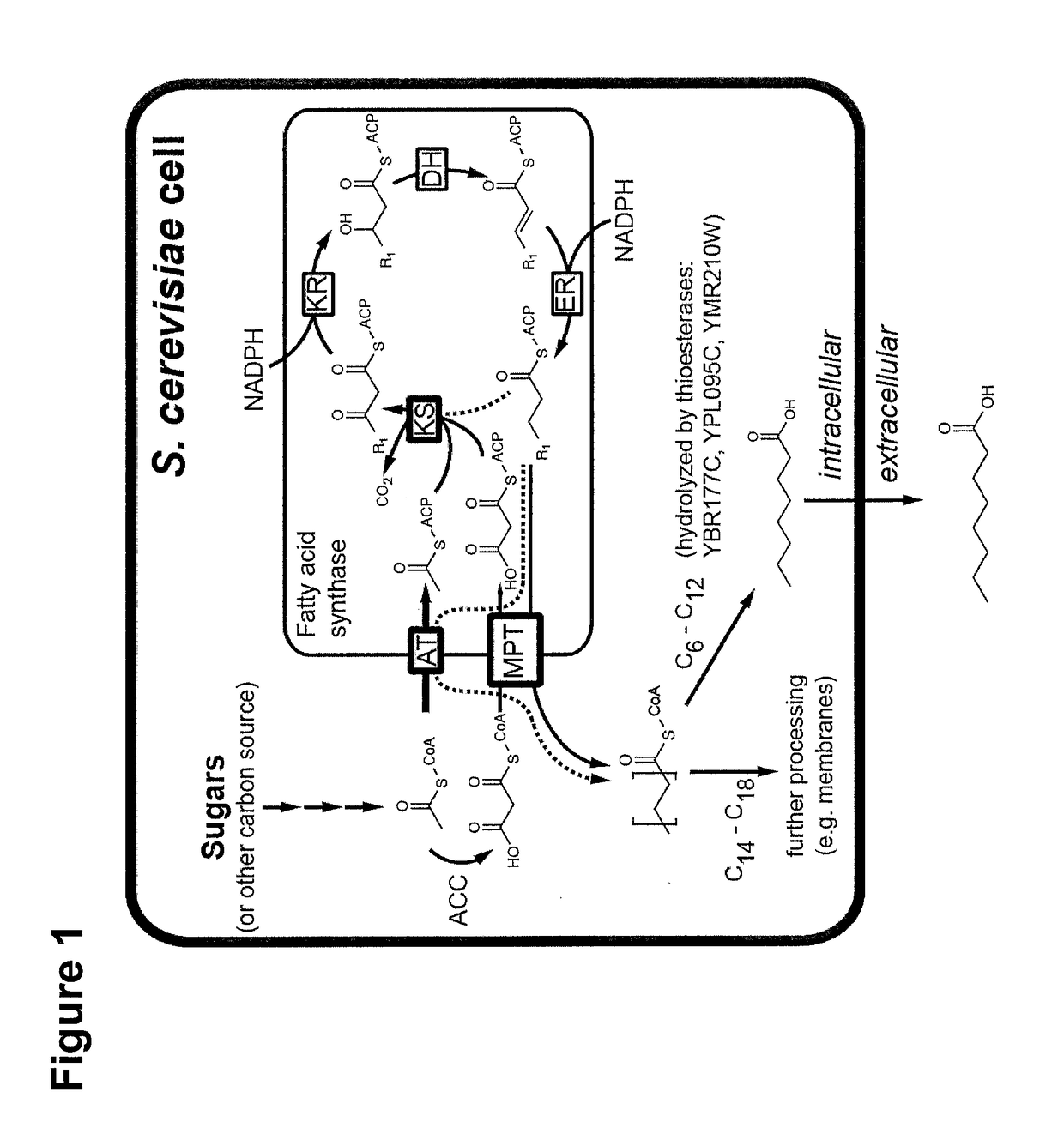 Microbiological production of short fatty acids and uses thereof