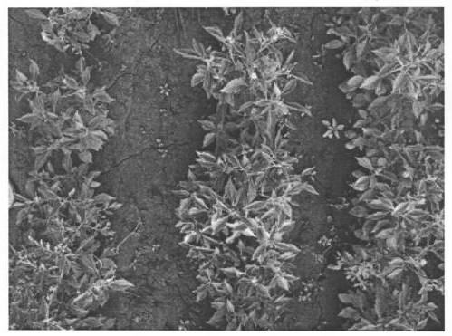 Artificial planting method for Vernonia anthelmintica