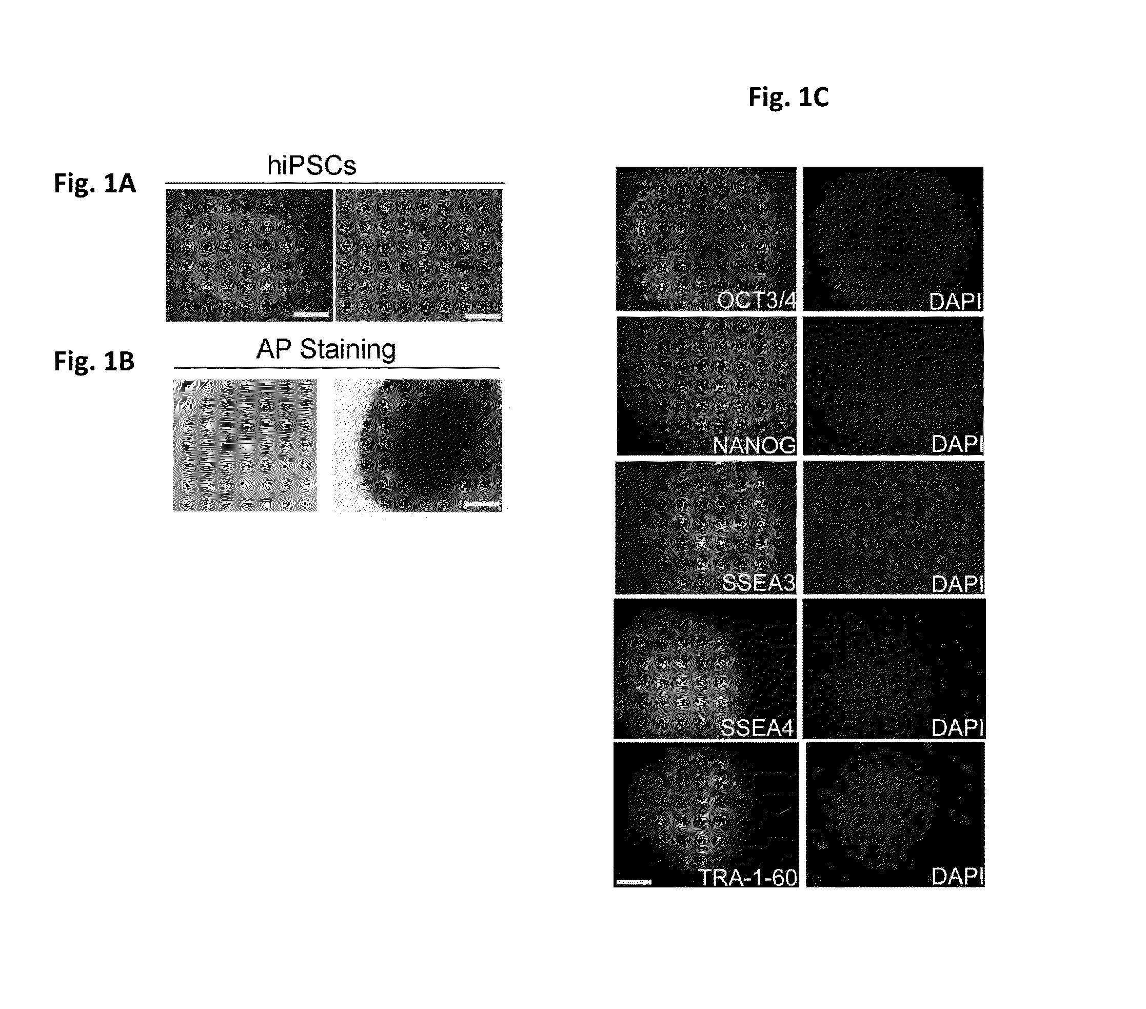 Compositions and methods for generation of human epithelial stem cells
