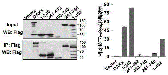 Application of telomere-binding protein daxx in preparation of tumor cell regulator
