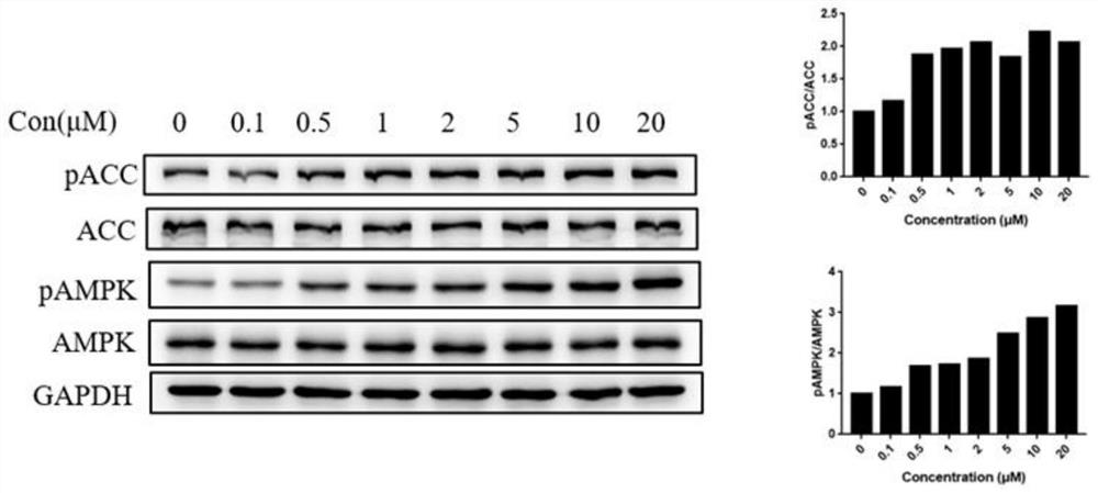 AMPK agonist compound or pharmaceutically acceptable salt or ester or solvate thereof and application thereof