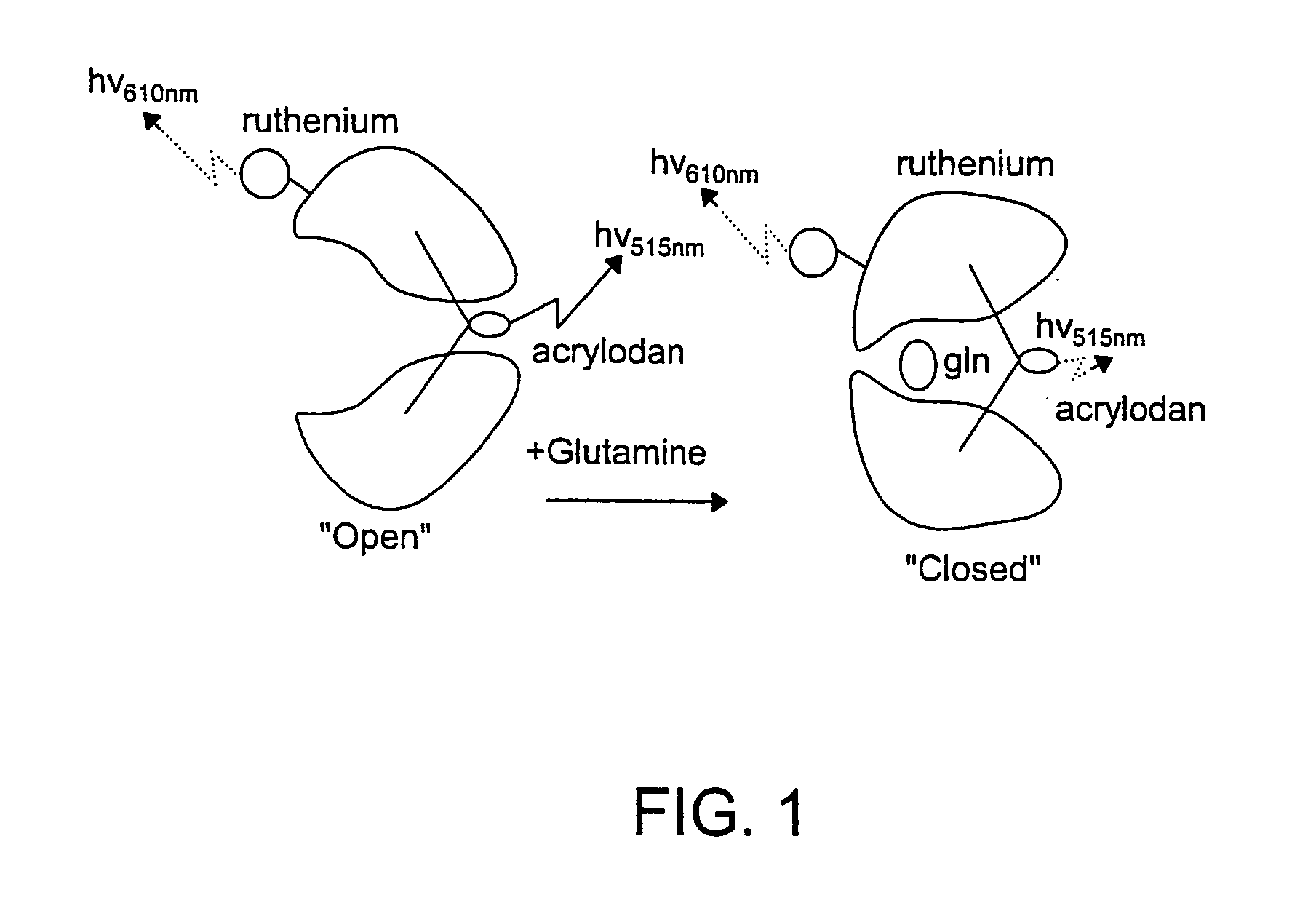 Proteins, Sensors, and Methods of Characterizing Analytes Using the Same
