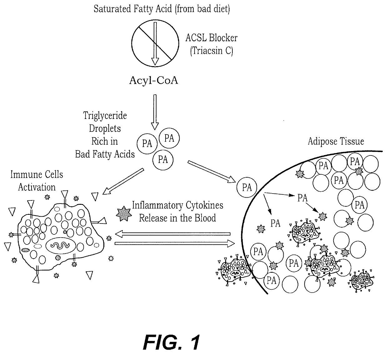 Method of treating postprandial inflammation