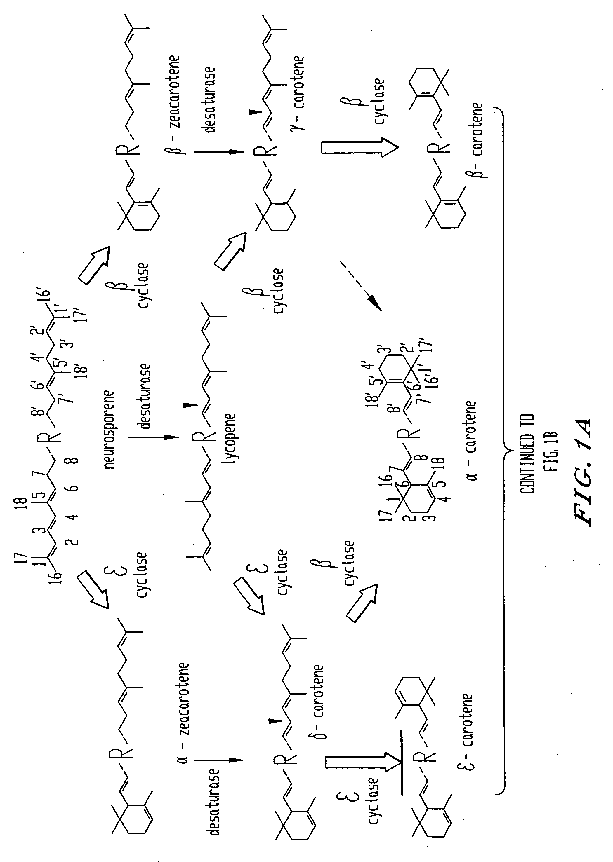 Genes encoding epsilon lycopene cyclase and method for producing bicyclic epsilon carotene