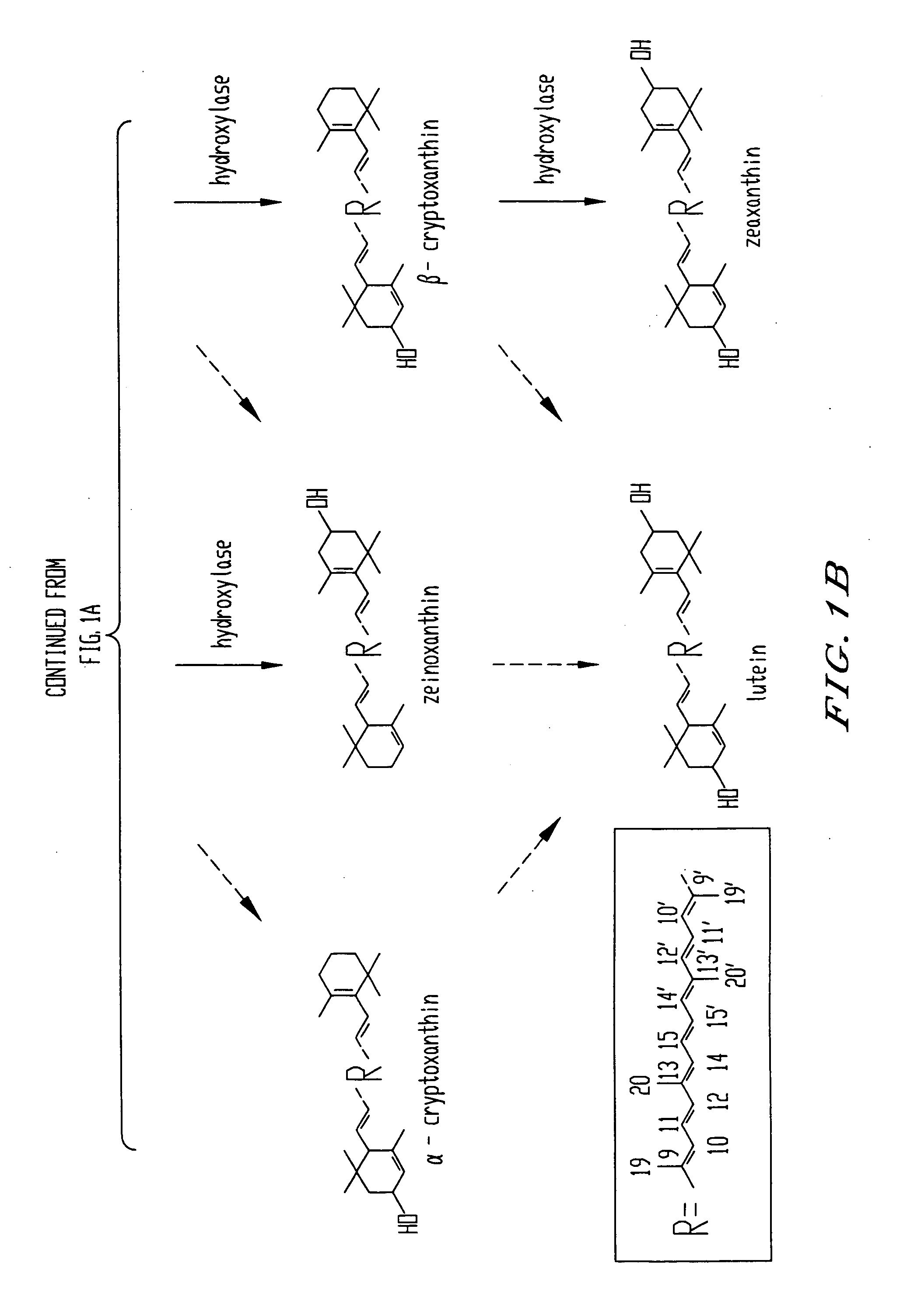 Genes encoding epsilon lycopene cyclase and method for producing bicyclic epsilon carotene