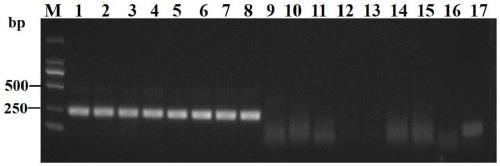 Recombinase polymerase amplification (RPA) primer, kit and detection method for detecting ditylenchus destructor thorne