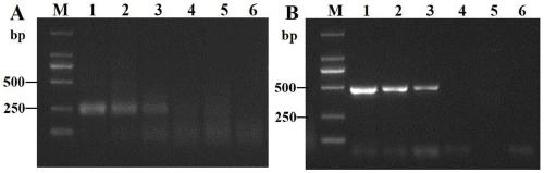 Recombinase polymerase amplification (RPA) primer, kit and detection method for detecting ditylenchus destructor thorne