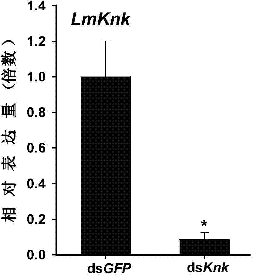 Application of Knickkopf gene dsRNA in pest control