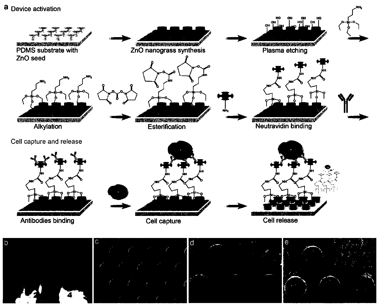 Antimicrobial and recyclable cell capture device and recycling method thereof