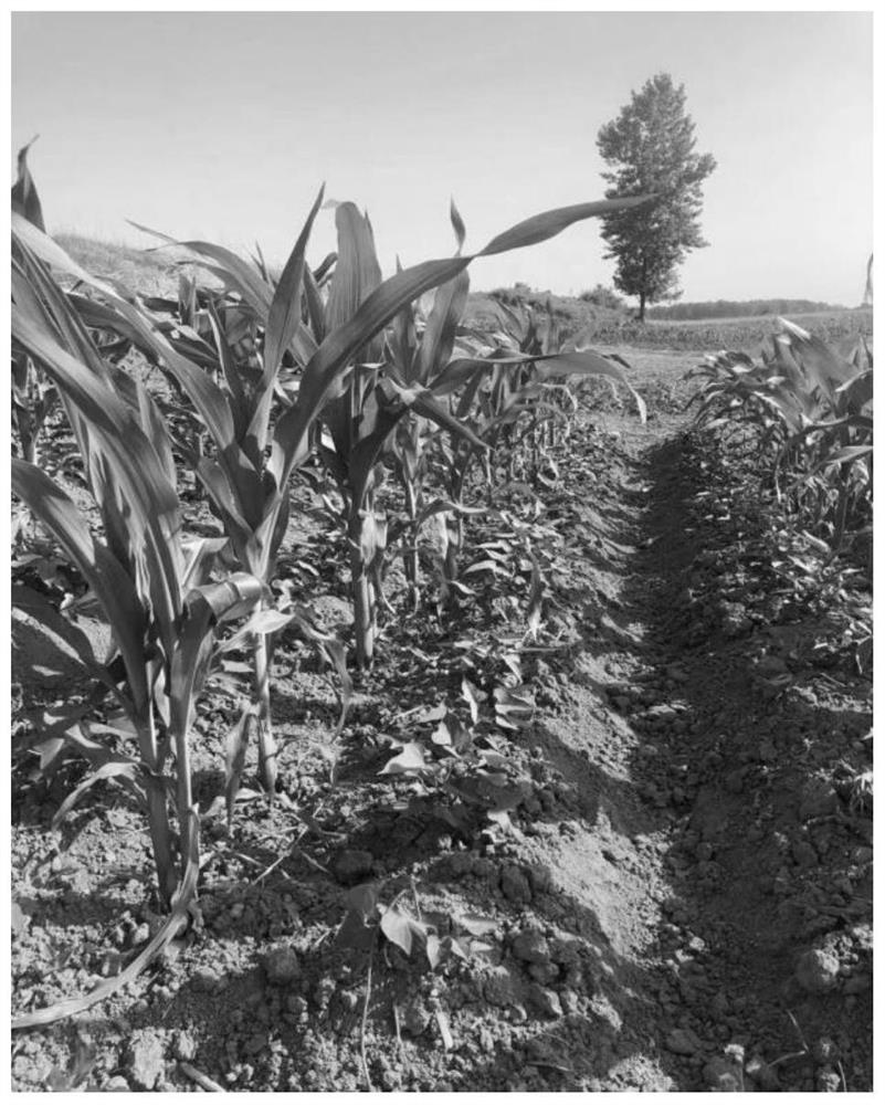 Sweet potato, corn and sesame interplanting cultivation method