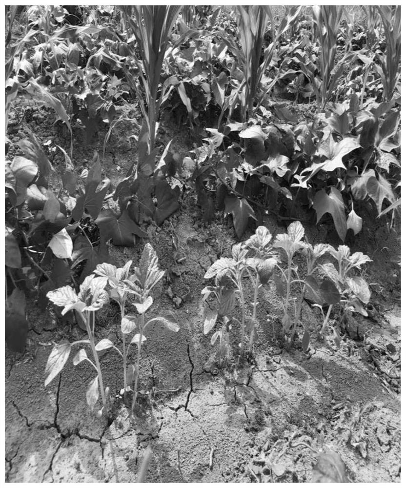 Sweet potato, corn and sesame interplanting cultivation method